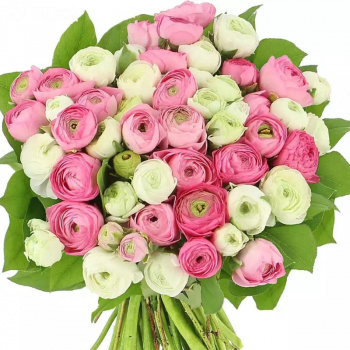 Букет MIX из 51 белого и розового ранункулюса